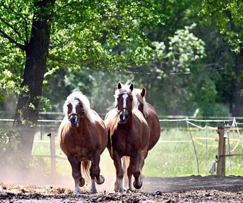 Foto: Landhaus Brodack, Lizenz: Landhaus Brodack