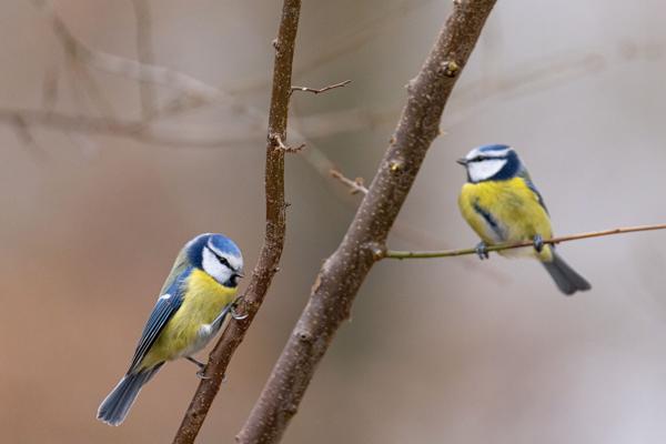 Blaumeisen im Frühling, Foto: Johannes Müller, Lizenz: Stiftung NaturSchutzFonds Brandenburg