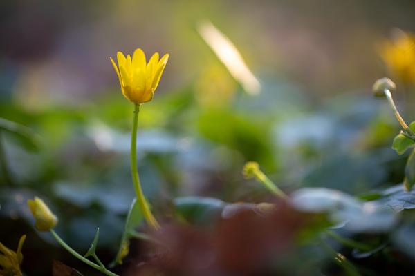 Foto: Johannes Müller, Lizenz: Naturschutzfonds Brandenburg