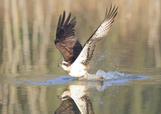 Foto: Frank Koch, Lizenz: Stiftung Naturschutzfonds Brandenburg