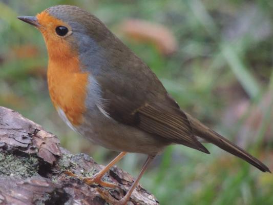 Foto: Ricarda Rath, Rangerin, Lizenz: Richarda Rath, Rangerin