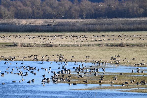 Foto: Milena Kreiling, Lizenz: NaturSchutzFonds Brandenburg