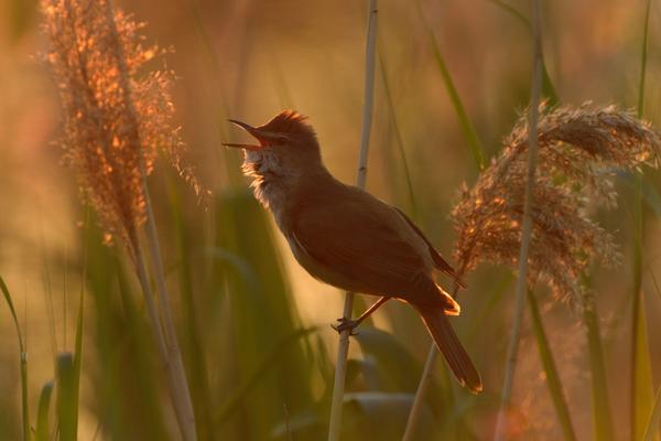 Drosselrohrsänger, Foto: Andreas Richter, Lizenz: NaturSchutzFonds Brandenburg