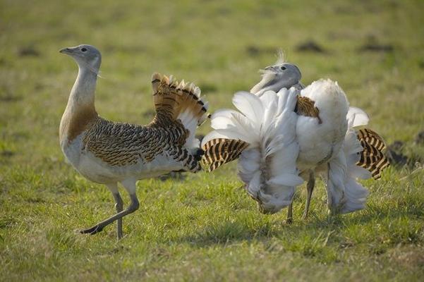 Großtrappe, Foto: Dietmar Nill