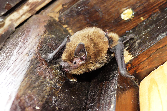 Die Zwergfledermaus ist eine der kleinsten Fledermausarten in Brandenburg