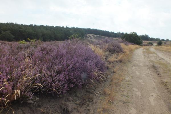 Foto: C.Zick, Lizenz: C.Zick