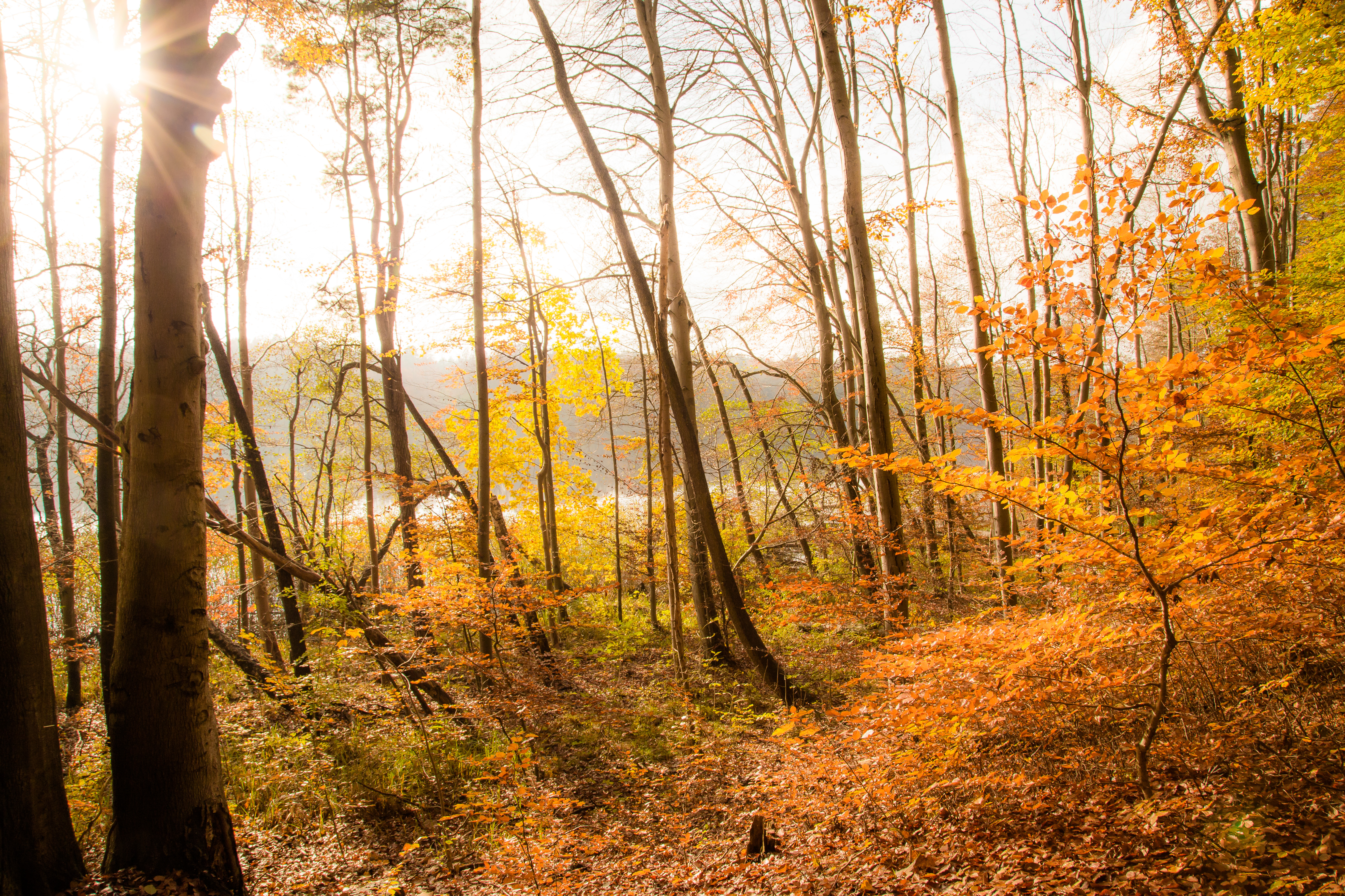 Herbstlicher Buchenwald