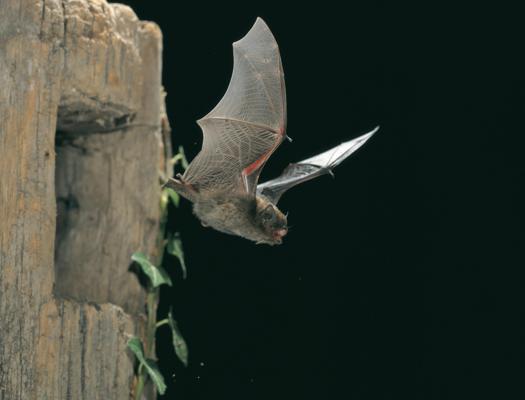 Zwergfledermaus beim Ausflug, Foto: D. Nill, Lizenz: NaturSchutzFonds Brandenburg