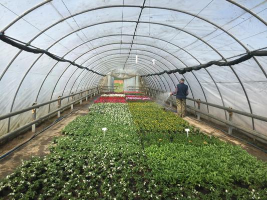 Gartenbau Hauke Beet und Balkonpflanzen