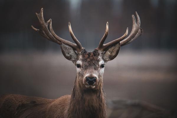 Majestetisch in der Dämmerung - das Rotwild, Foto: Johannes Müller, Lizenz: NaturSchutzFonds Brandenburg