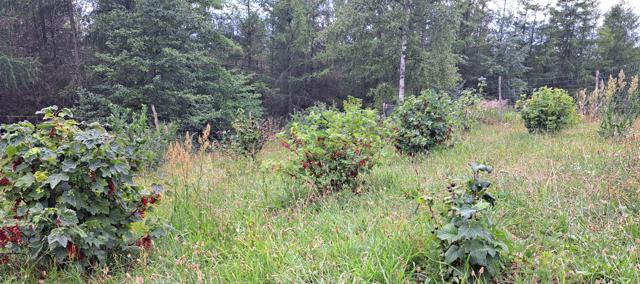 Foto: Frau Kirsch, Lizenz: Frau Kirsch