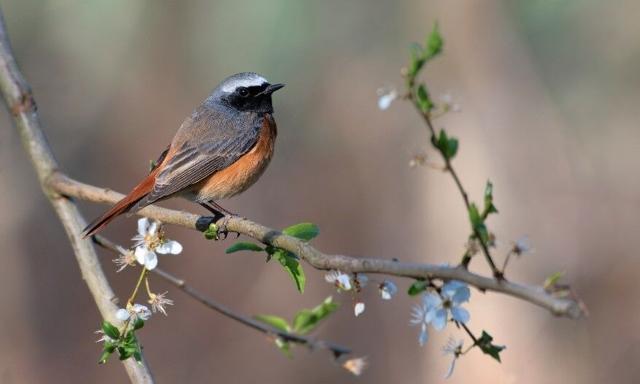 Seit 15 Jahren nimmt der Bestand des Gartenrotschwanzes wieder zu., Foto: Franz Oktavio, Lizenz: Naturwacht Brandenburg