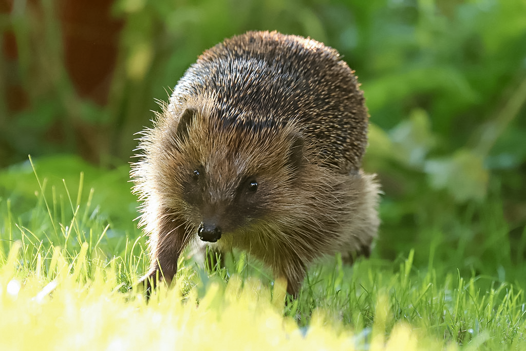 Braunbrustigel rennt durch den Garten
