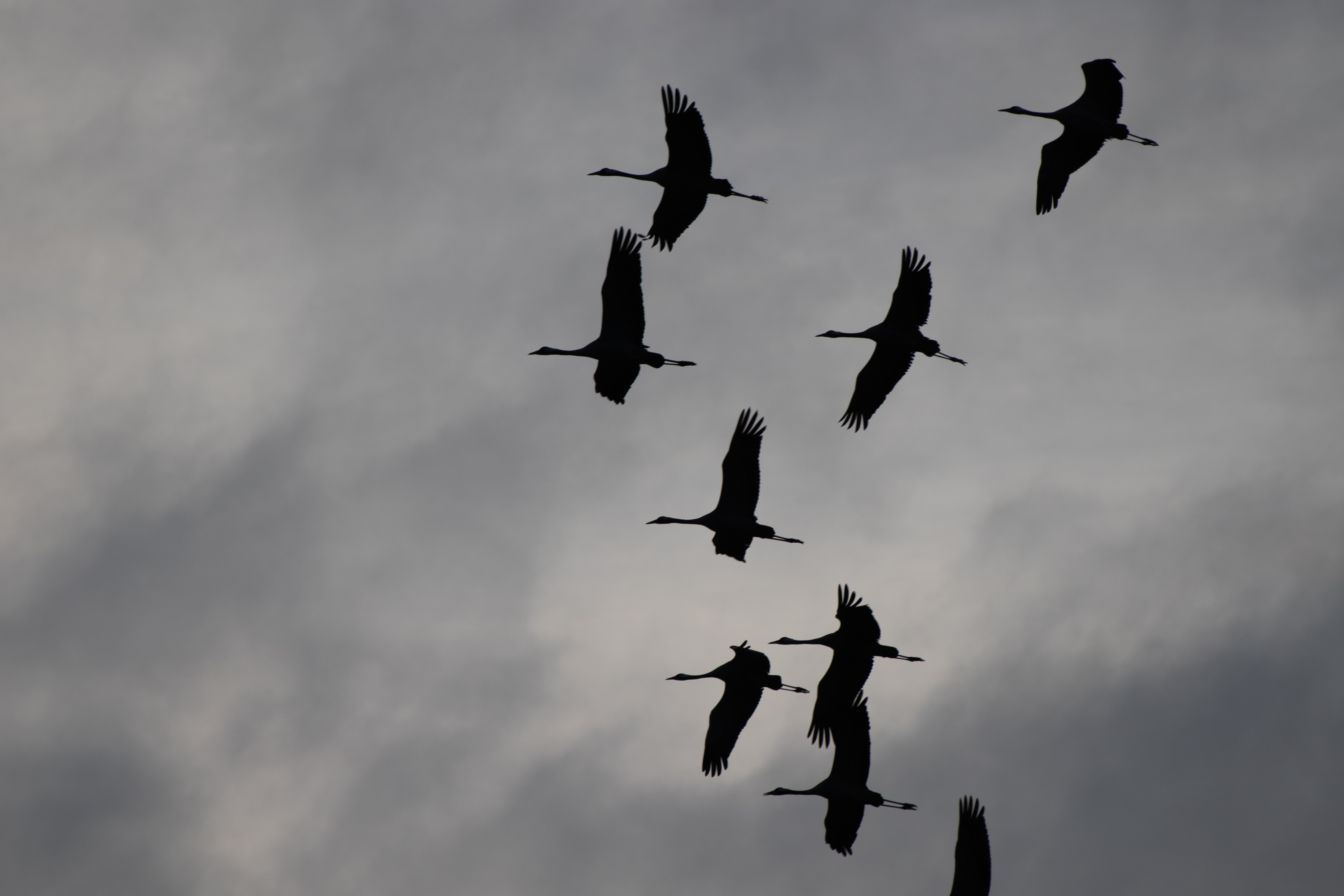 RangerTour: Großer Vogelzug in der Märkischen Schweiz