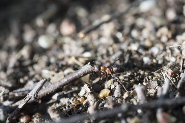 Waldameise, Foto: Michael Petschick, Lizenz: Stiftung Naturschutzfonds Brandenburg