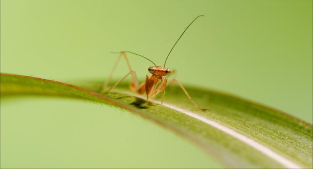 Ökofilmgespräch: Insekten - Meister der Anpassung