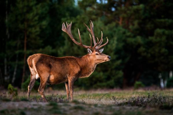 Foto: Dr. Tilo Geisel, Lizenz: Stiftung Naturlanschaften Brandenburg