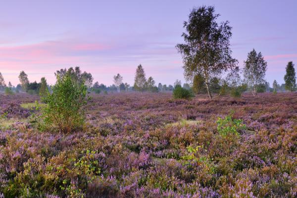 Foto: Sebastian Hennings, Lizenz: NaturSchutzFonds Brandenburg