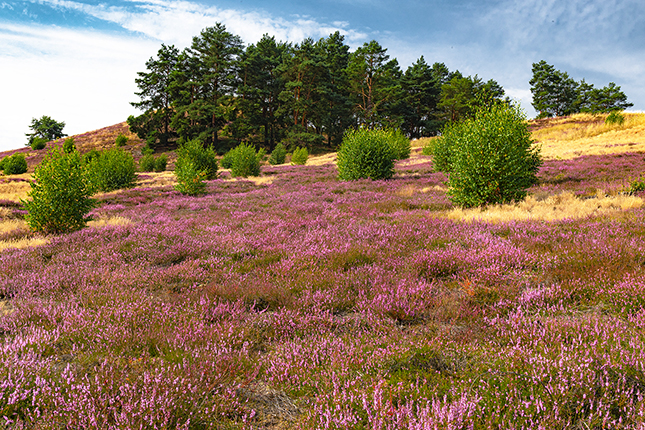 Heidelandschaft