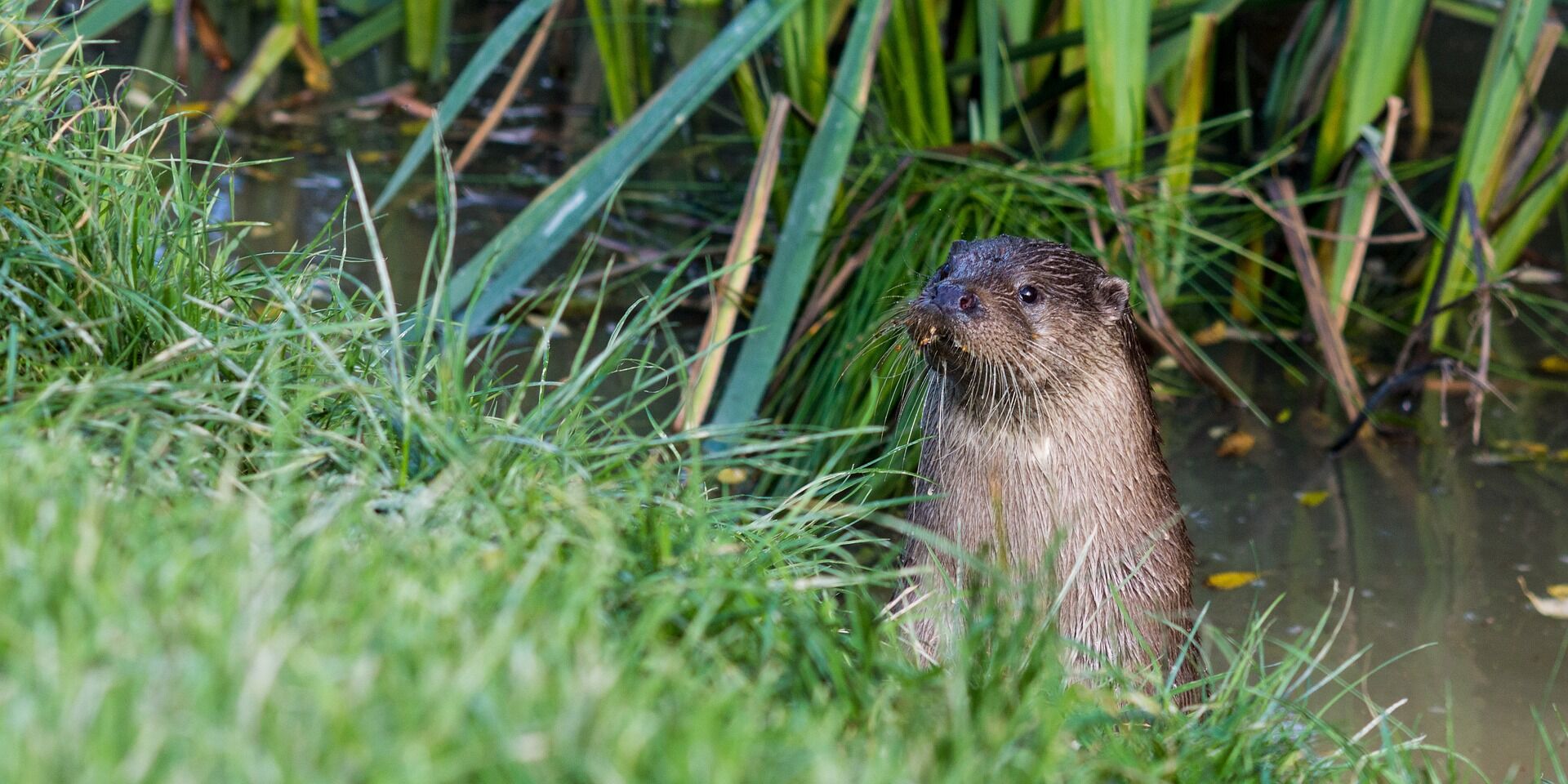 Otter, Foto: parkstonephotography, Lizenz: pixabay
