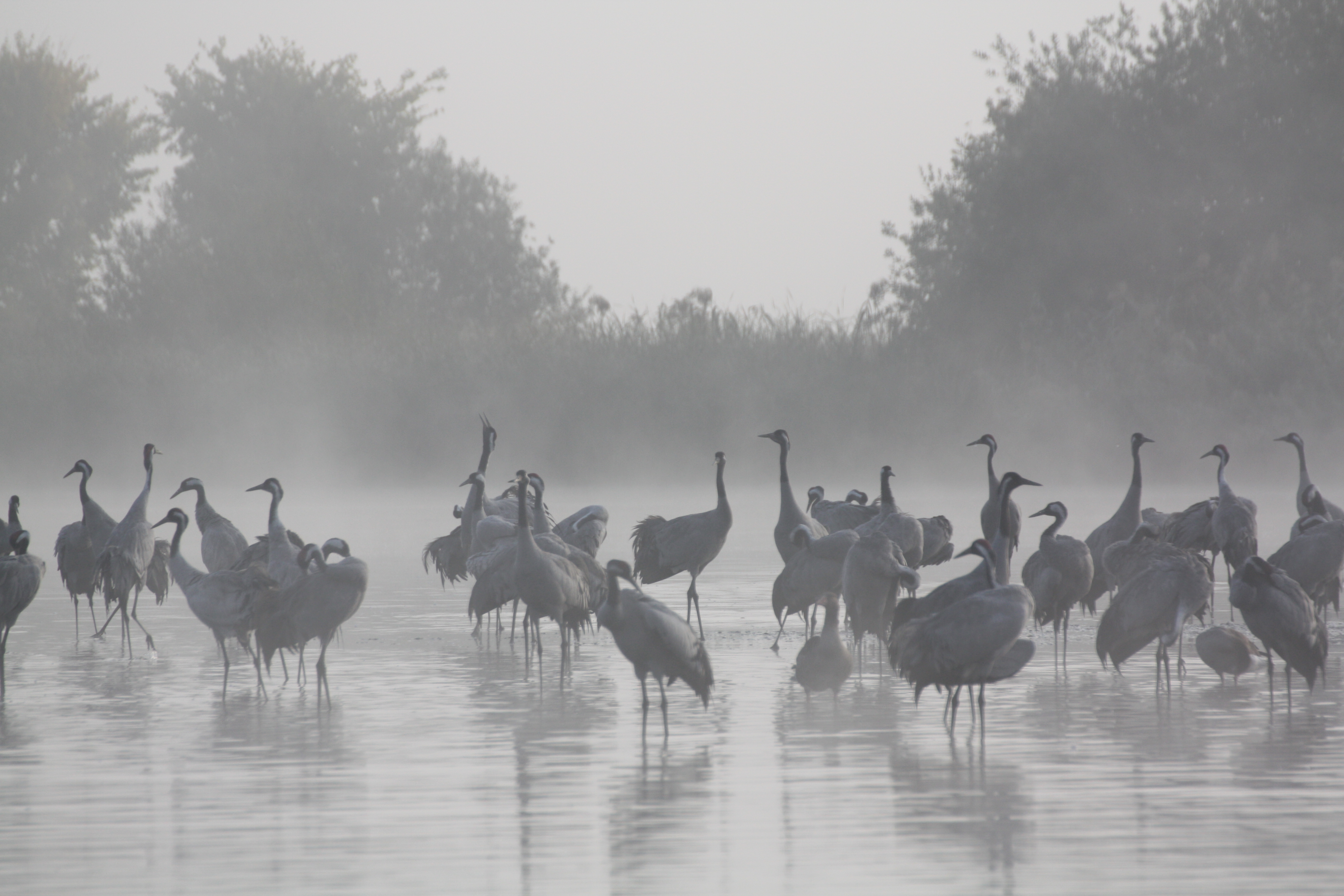RangerTour: Großer Vogelzug in der Märkischen Schweiz