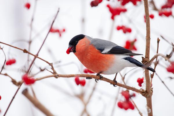 Gimpel, Foto: Franbk Schroeder, Lizenz: NaturSchutzFonds Brandenburg