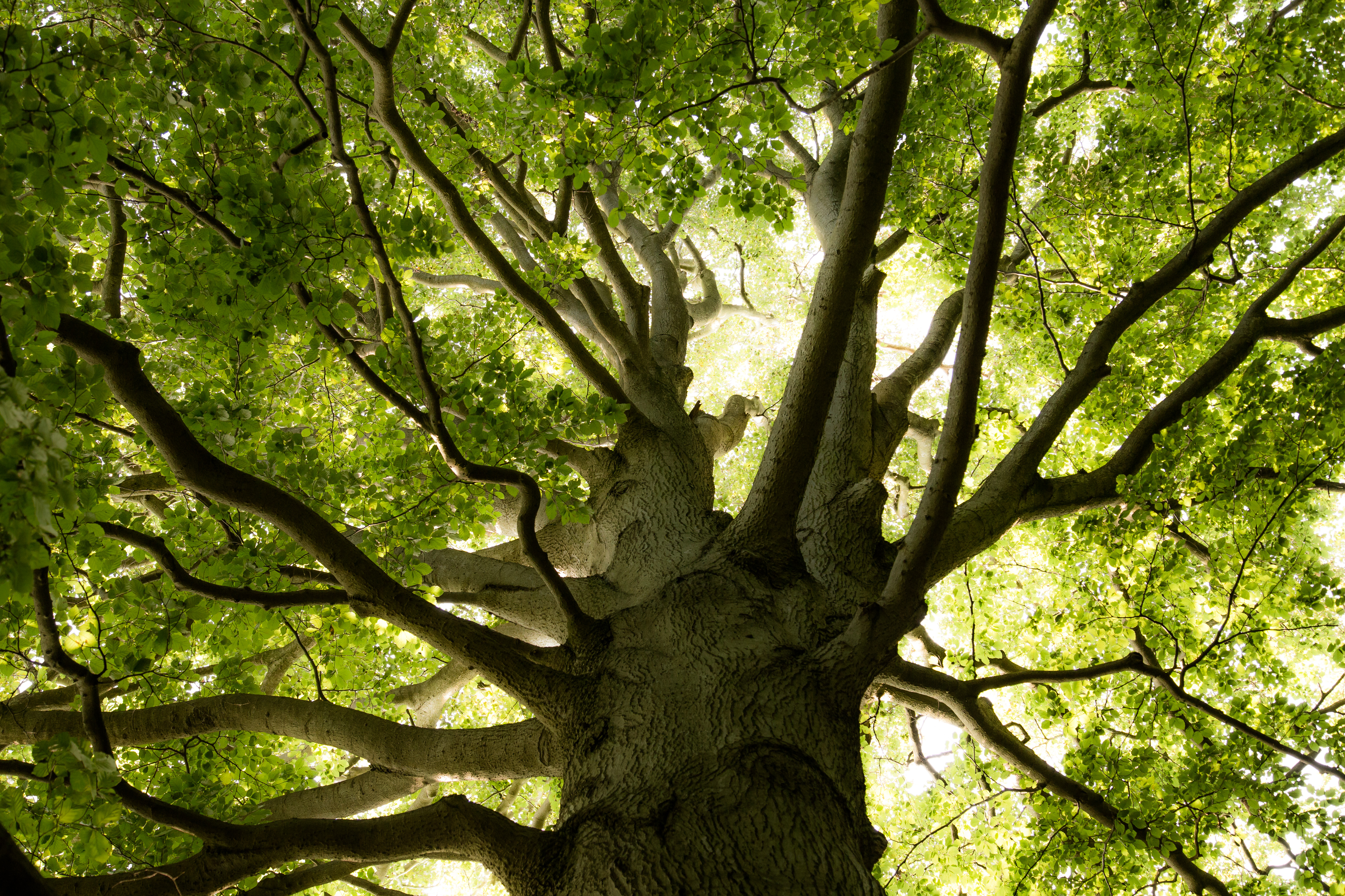 RangerTour: Wald im Wandel