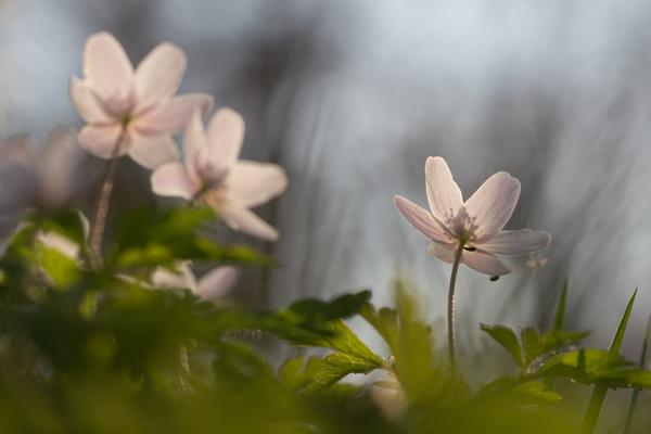 Foto: Claudius Schneider, Lizenz: Claudius Schneider