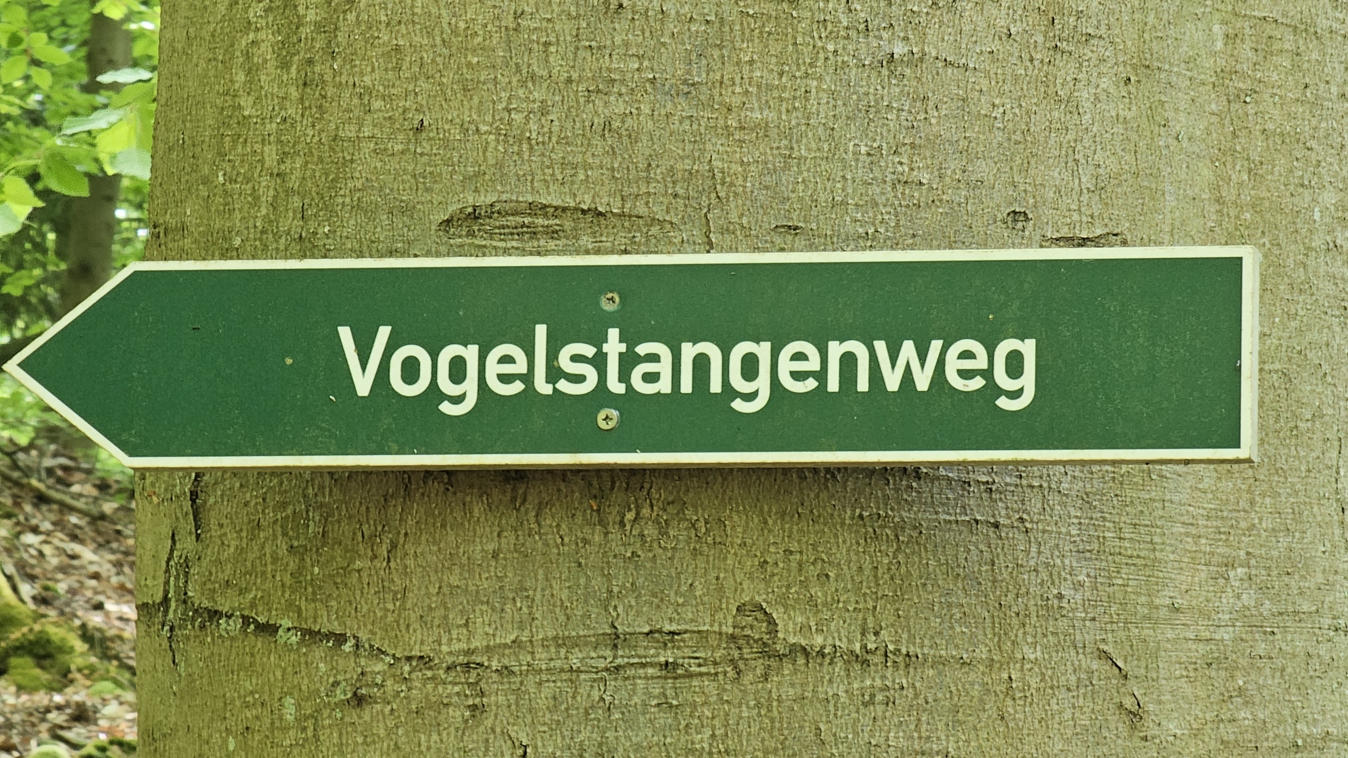 Vogelstimmen