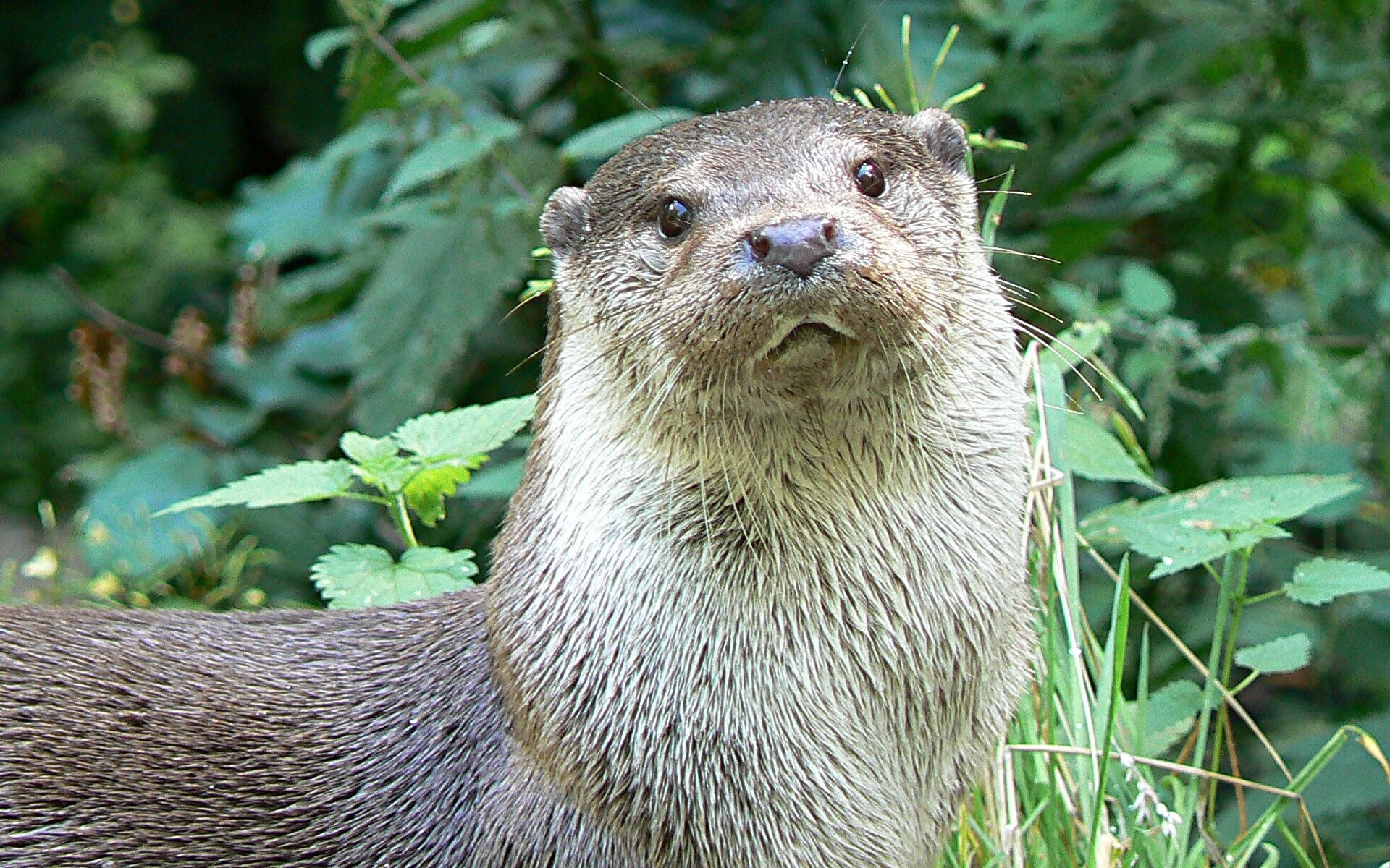 Fischotter, Foto: Rolf Jürgens, Lizenz: Rolf Jürgens