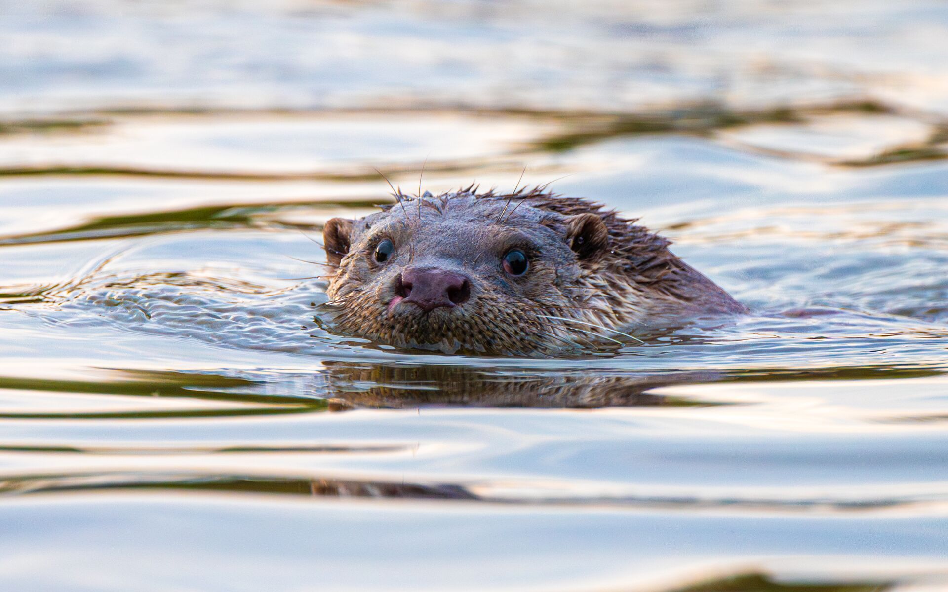 schwimmender Fischotter, Foto: Christian-D. Morawitz, Lizenz: Christian-D. Morawitz