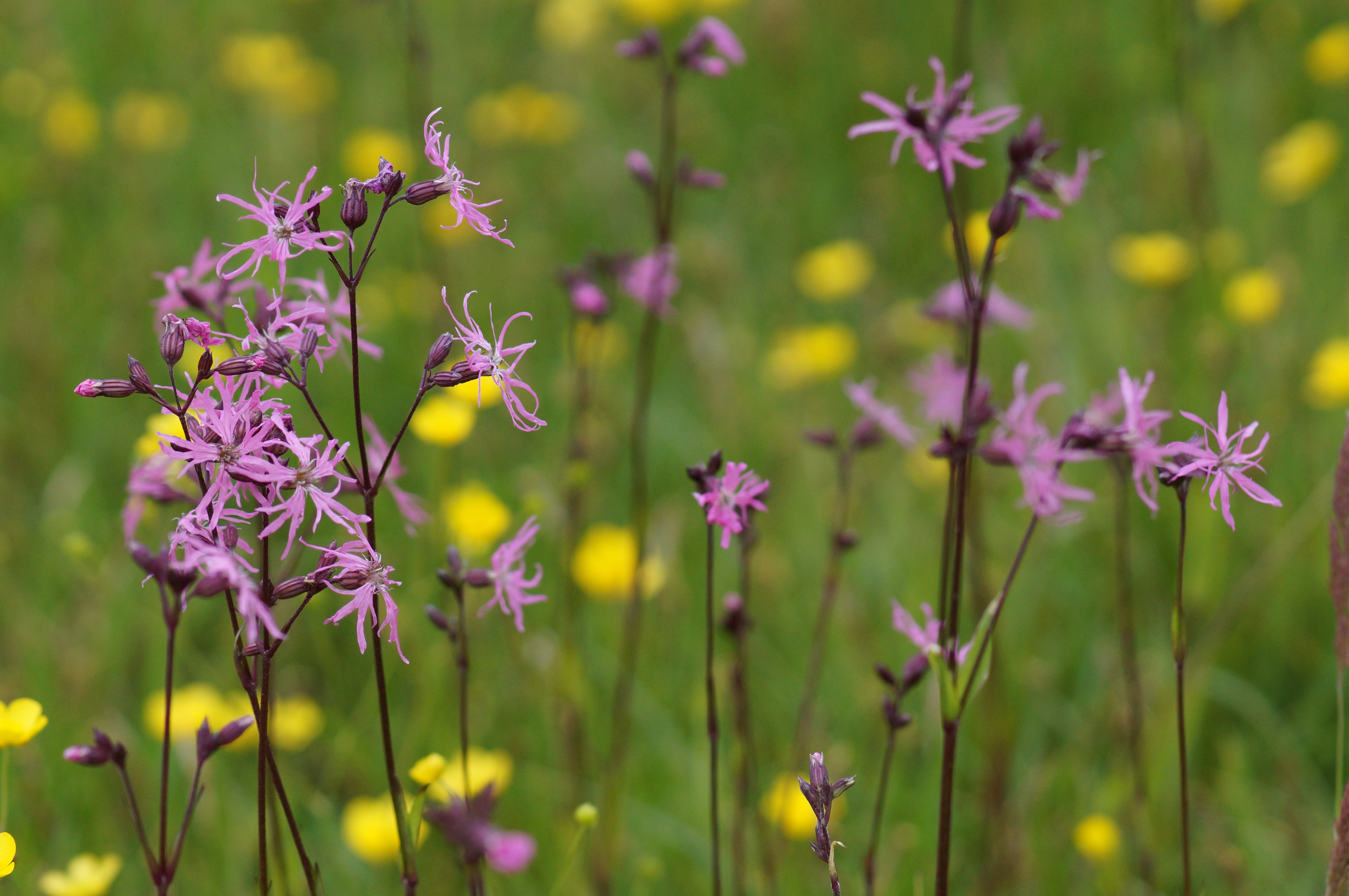 Kukuckslichtnelke Foto: Frank Kuba, Lizenz: NaturSchutzFonds