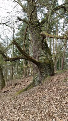 Foto: Hannes Hause, Lizenz: NaturSchutzFonds Brandenburg