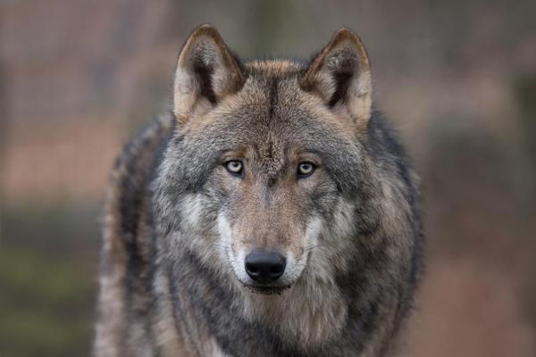 Themenführung Wölfe und ihre Beutetiere