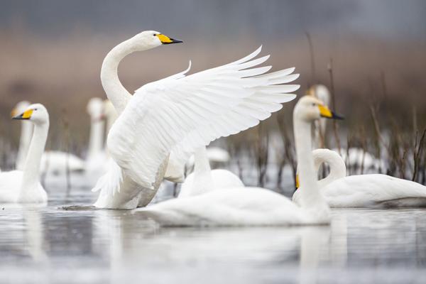 Singschwäne, Foto: Oliver Ulmer, Lizenz: NaturSchutzFonds Brandenburg