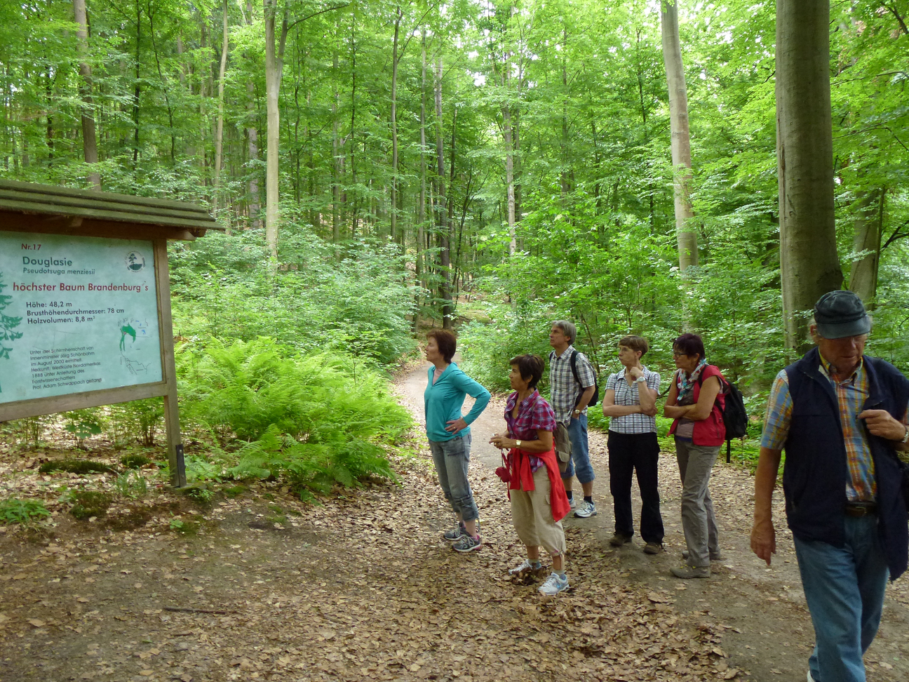 Höchster Baum Brandenburgs Baa See