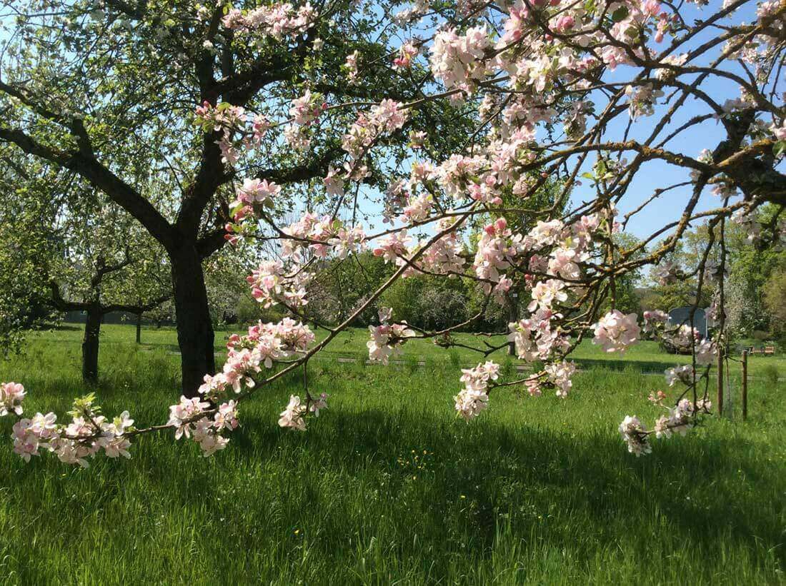 Obstbaum in Blüte