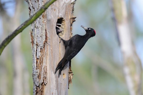 Foto: Frank Koch, Lizenz: Stiftung Naturschutzfonds Brandenburg