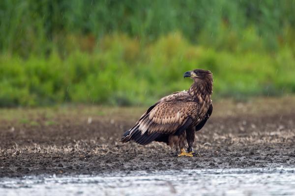 Foto: Oliver Ulmer, Lizenz: Stiftung Naturschutzfonds Brandenburg