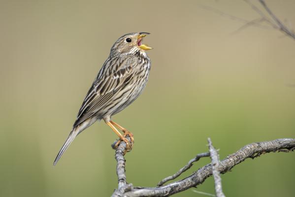 Foto: Frank Leo, Lizenz: Naturschutzfonds Brandenburg