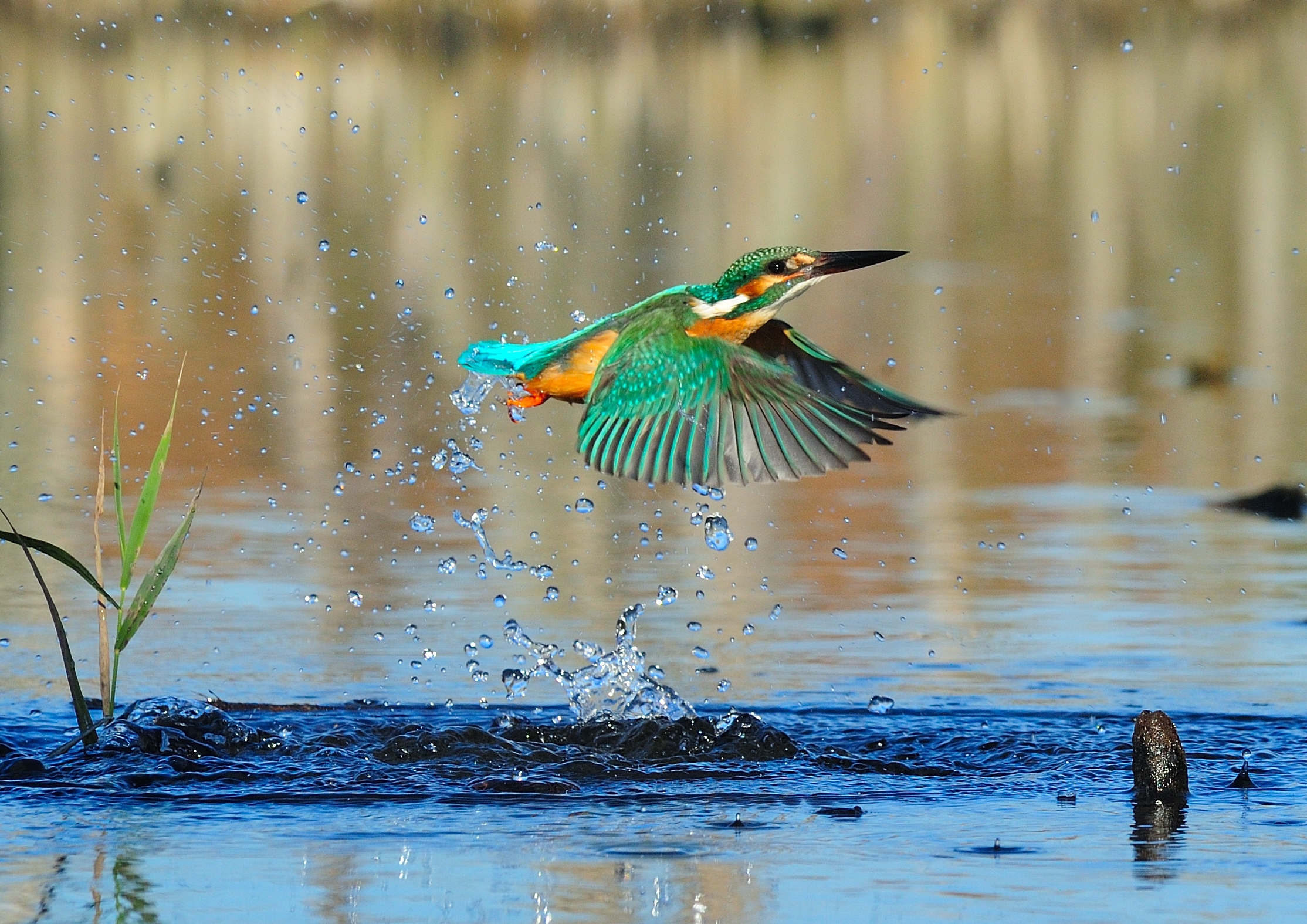 Eisvogel im Flug Foto: Frank Koch, Lizenz: Stiftung NaturSchutzFonds Brandenburg