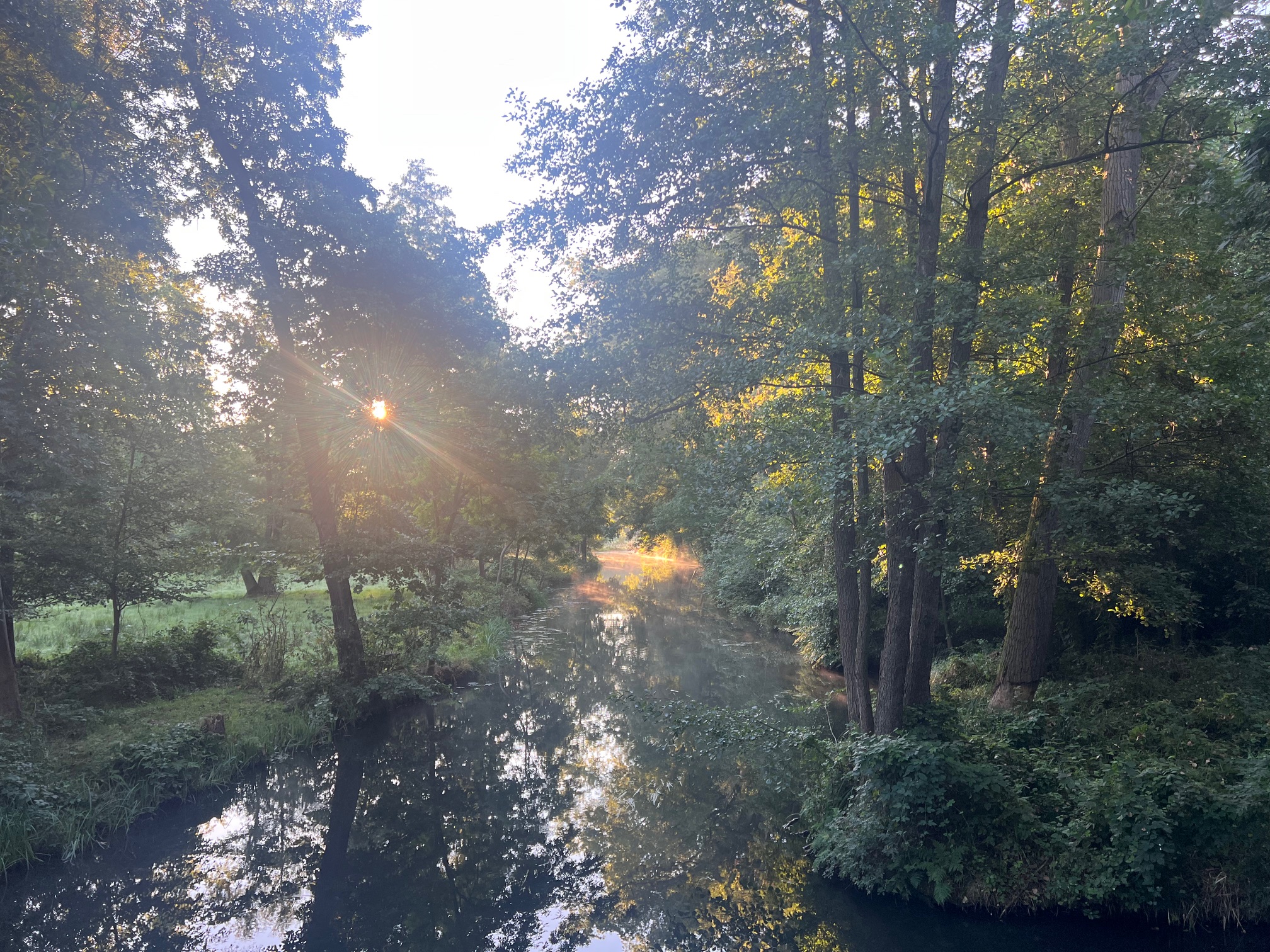 Wildnis statt Spreewald? Foto: © rbb/Wolfgang Albus