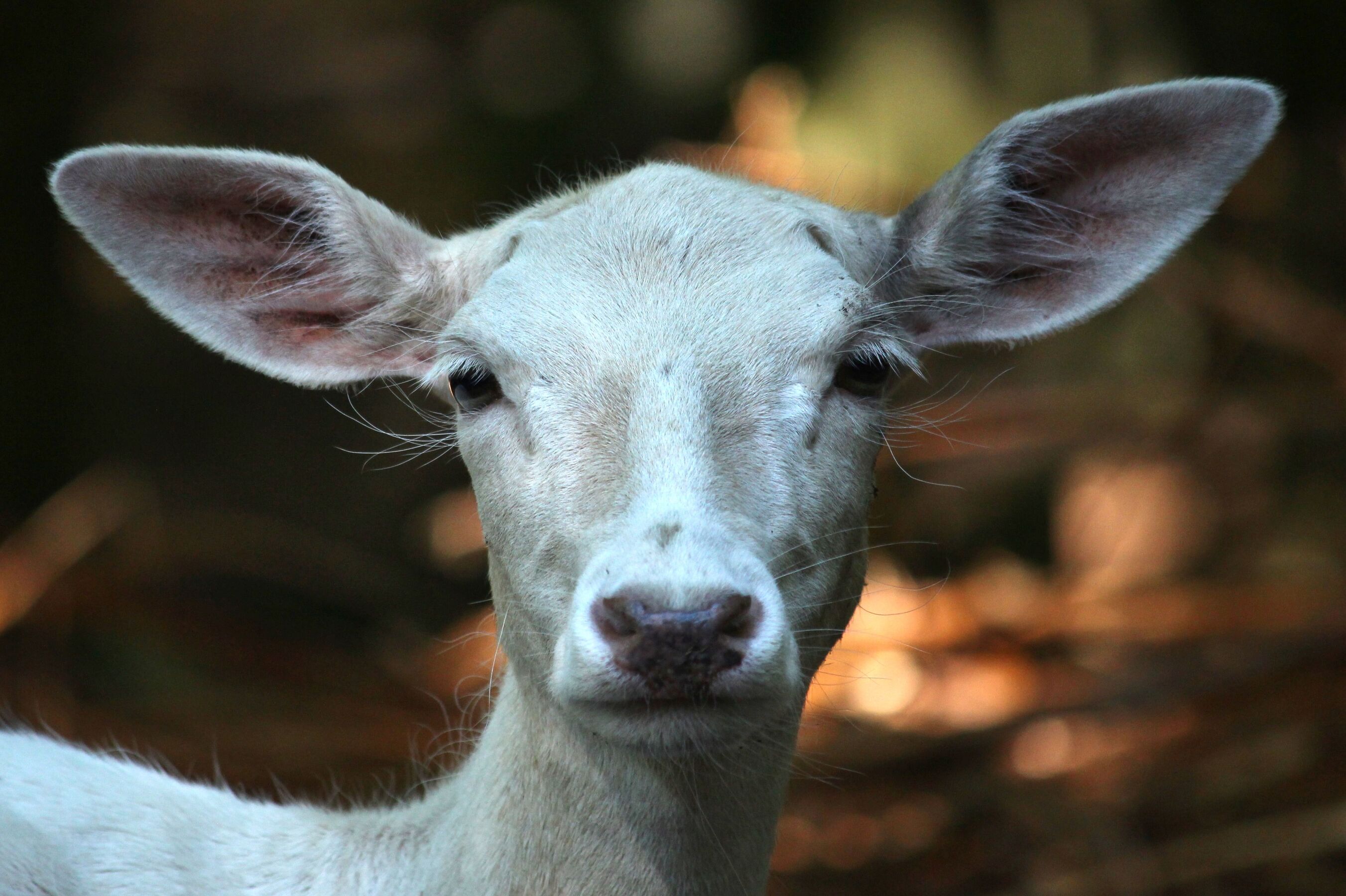 Foto: Claudia-B. Hennrich