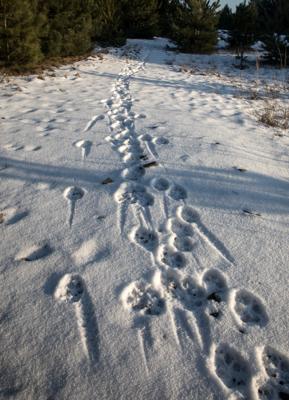 &Ouml;kofilmtour in Luckau