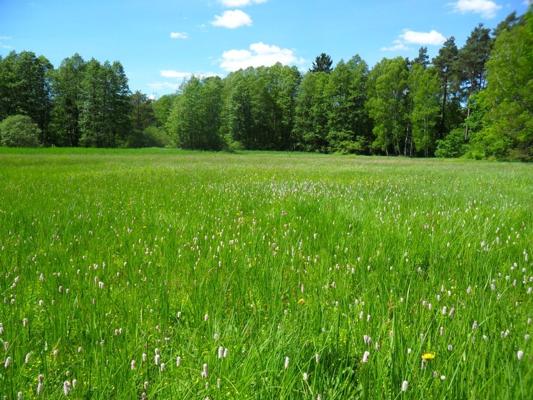 Foto: Dirk Krone, Lizenz: NaturSchutzFonds Brandenburg