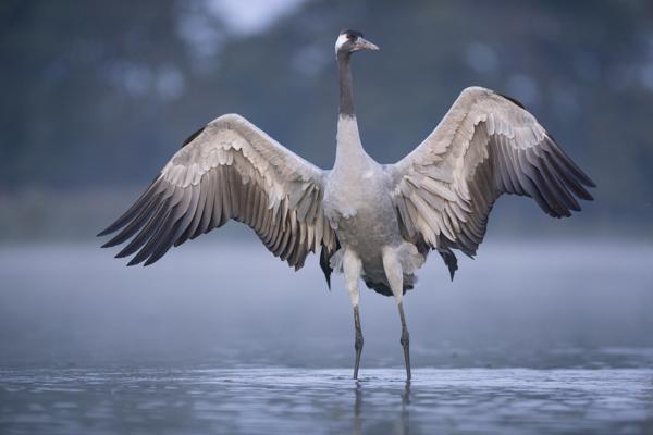 Kranich im Schlafgewässer, Foto: Stiftung NaturschutzFonds, Lizenz: Stiftung NaturschutzFonds