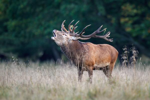 Rothirsch bei der Brunft, Foto: Christian Naumann, Lizenz: NaturSchutzFonds Brandenburg