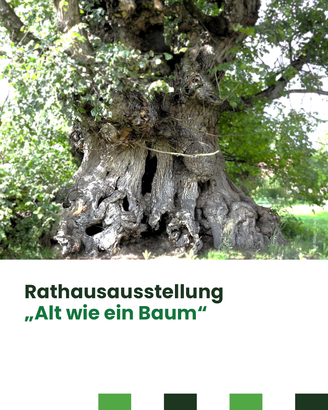 Alt wie ein Baum Foto: Foto: Rüdiger Schulz, Lizenz: Foto: Rüdiger Schulz