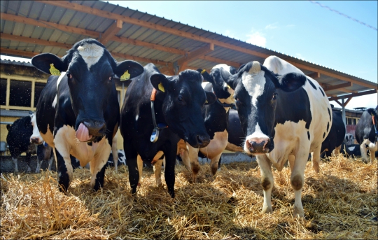 Foto: Agrargenossenschaft Sonnewalde eG