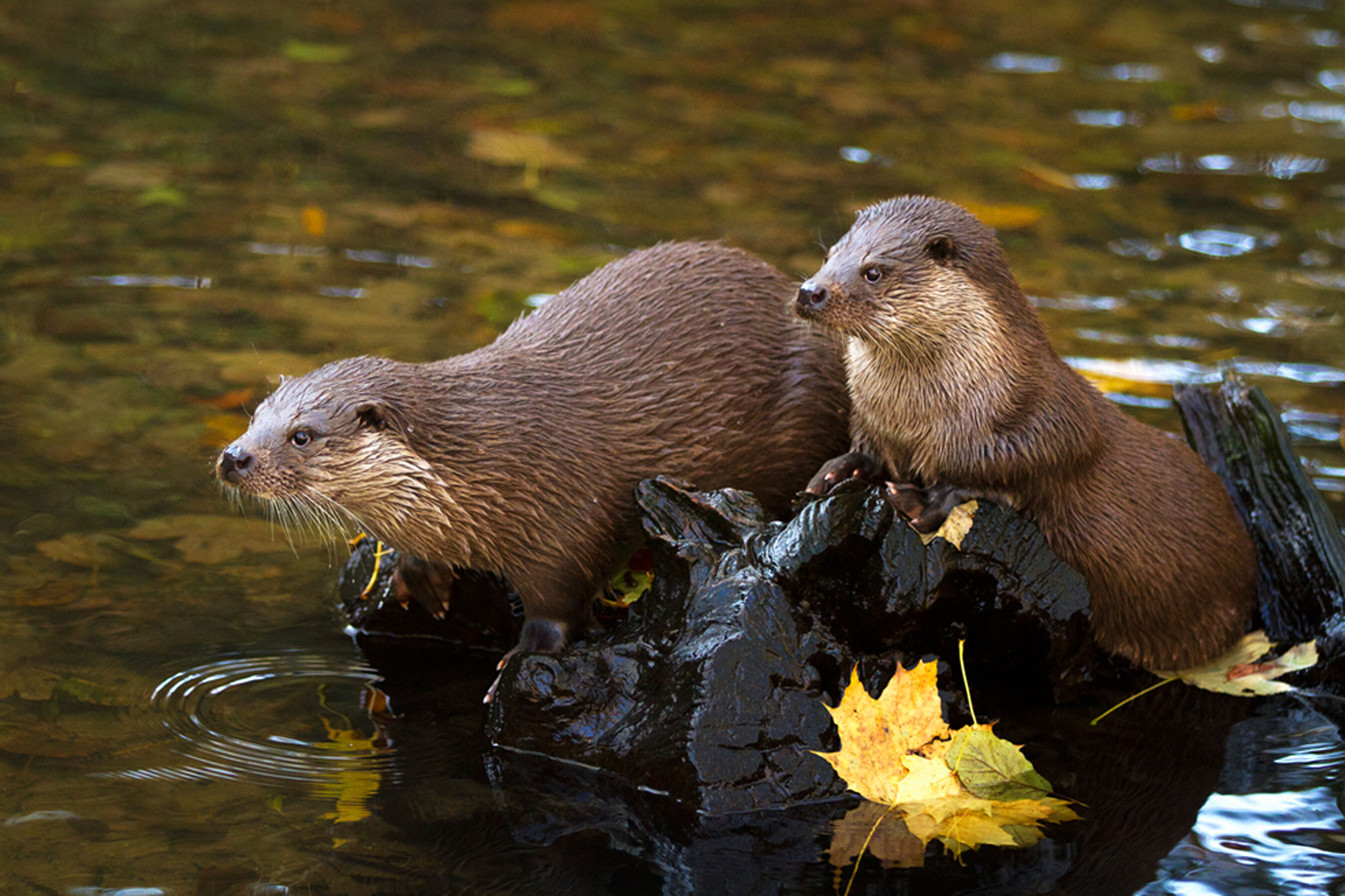 Fischotter Tierpark Kunsterspring, Foto: Marlen Gutschmidt, Lizenz: Tierpark Kunsterspring